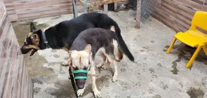 1+ year Male Purebred German Shepherd