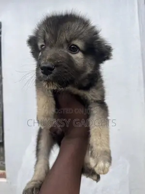 1-3 months Male Purebred Caucasian Shepherd