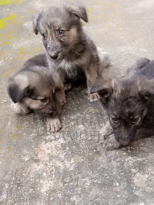 1-3 months Male Purebred German Shepherd