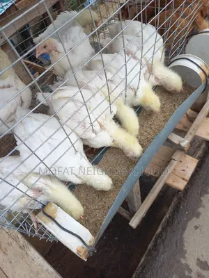 Poultry Bird