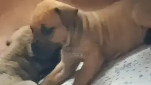 1-3 months Female Purebred Boerboel