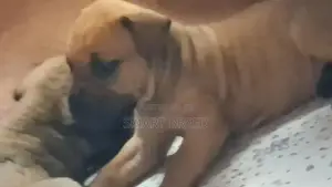 1-3 months Female Purebred Boerboel