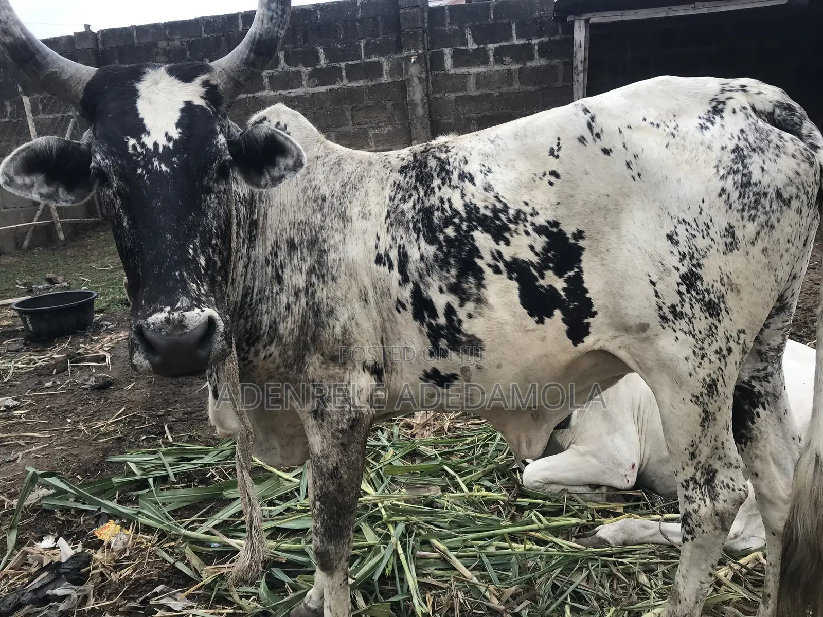Cow for Sales