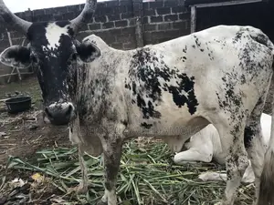 Cow for Sales