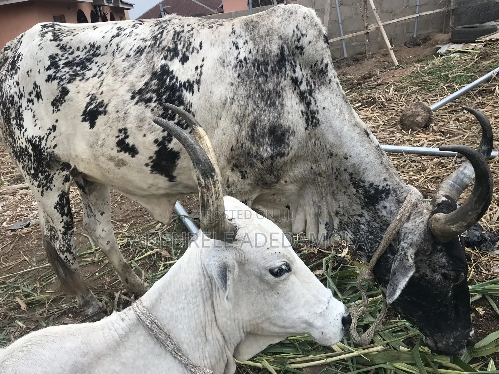 Cow for Sales