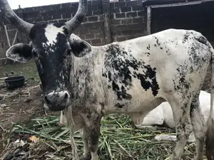 Cow for Sales