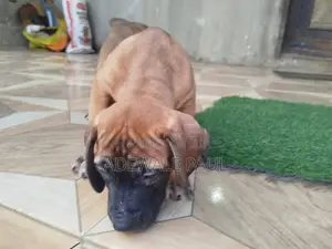 1-3 months Male Purebred Boerboel