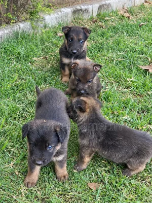 1-3 months Male Purebred German Shepherd