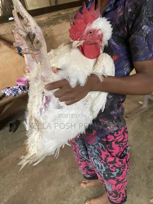 *  Live Broiler Chickens Available for Sale