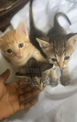 0-1 month Female Purebred Tabby
