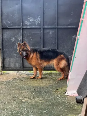6-12 months Female Purebred German Shepherd