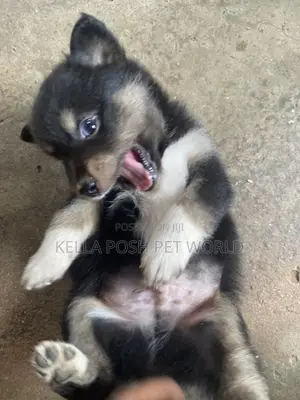 1-3 months Male Mixed Breed Dog