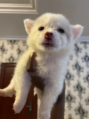 1-3 months Female Purebred American Eskimo