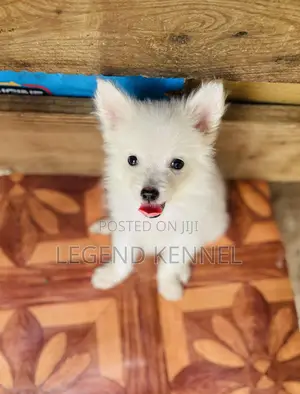 1-3 months Male Purebred American Eskimo