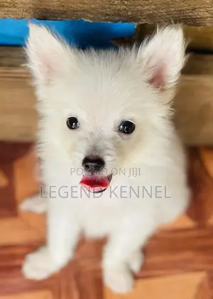 1-3 months Male Purebred American Eskimo