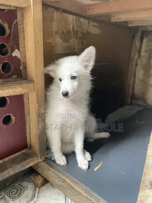 1-3 months Female Purebred American Eskimo