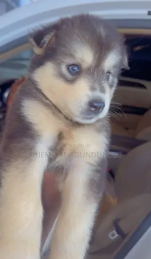 1-3 months Female Purebred Siberian Husky