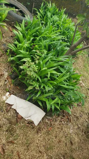 Oil Palm Seedlings: Tenera Variant
