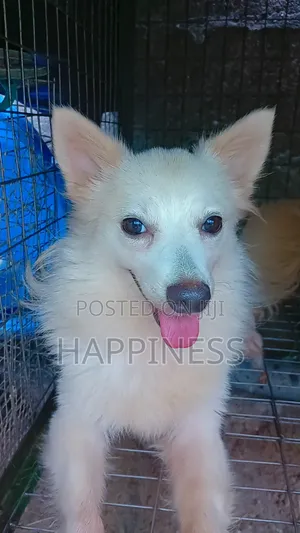 1+ year Female Purebred American Eskimo