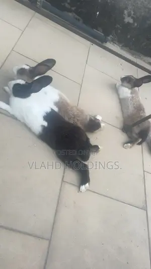 Matured Healthy New Zealand Mix,Dutch Rabbits for Sale