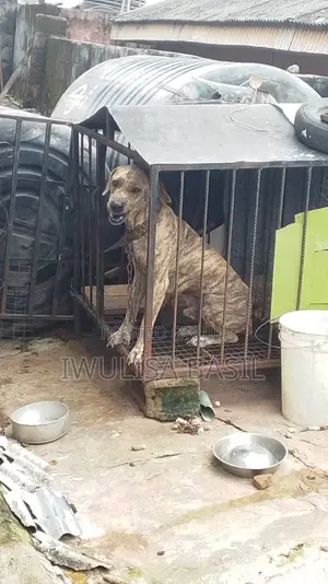 1+ year Male Mixed Breed Boerboel