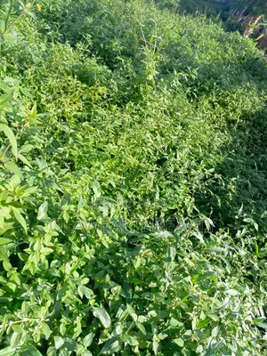 1,159sqm Residential Land at Oluyole