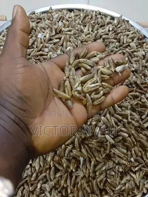 70 Kg of Date Seed