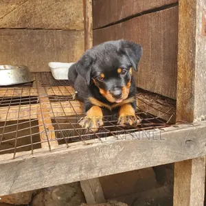 1-3 months Female Purebred Rottweiler