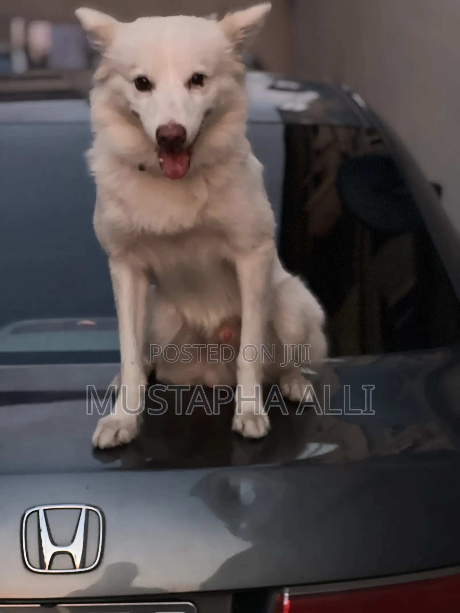 Eskimo Stud (Standard Breed)