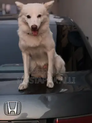 Eskimo Stud (Standard Breed)