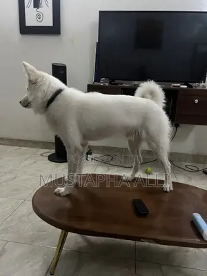 Eskimo Stud (Standard Breed)