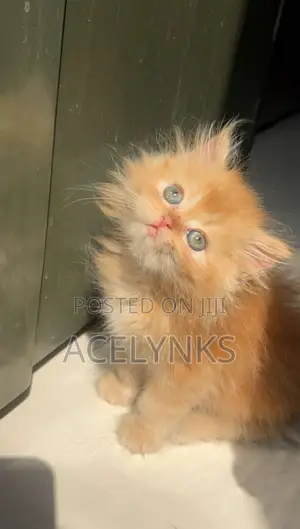 1-3 months Male Purebred Persian