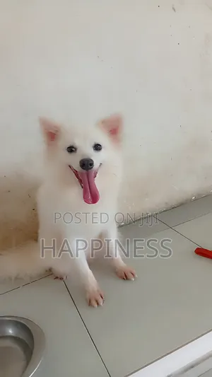 1+ year Female Purebred American Eskimo