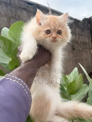 1-3 months Male Purebred Persian