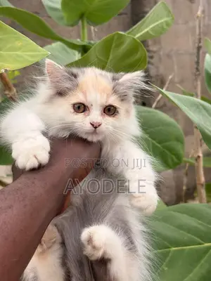 1-3 months Female Purebred Persian