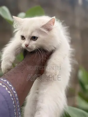 1-3 months Male Purebred Persian