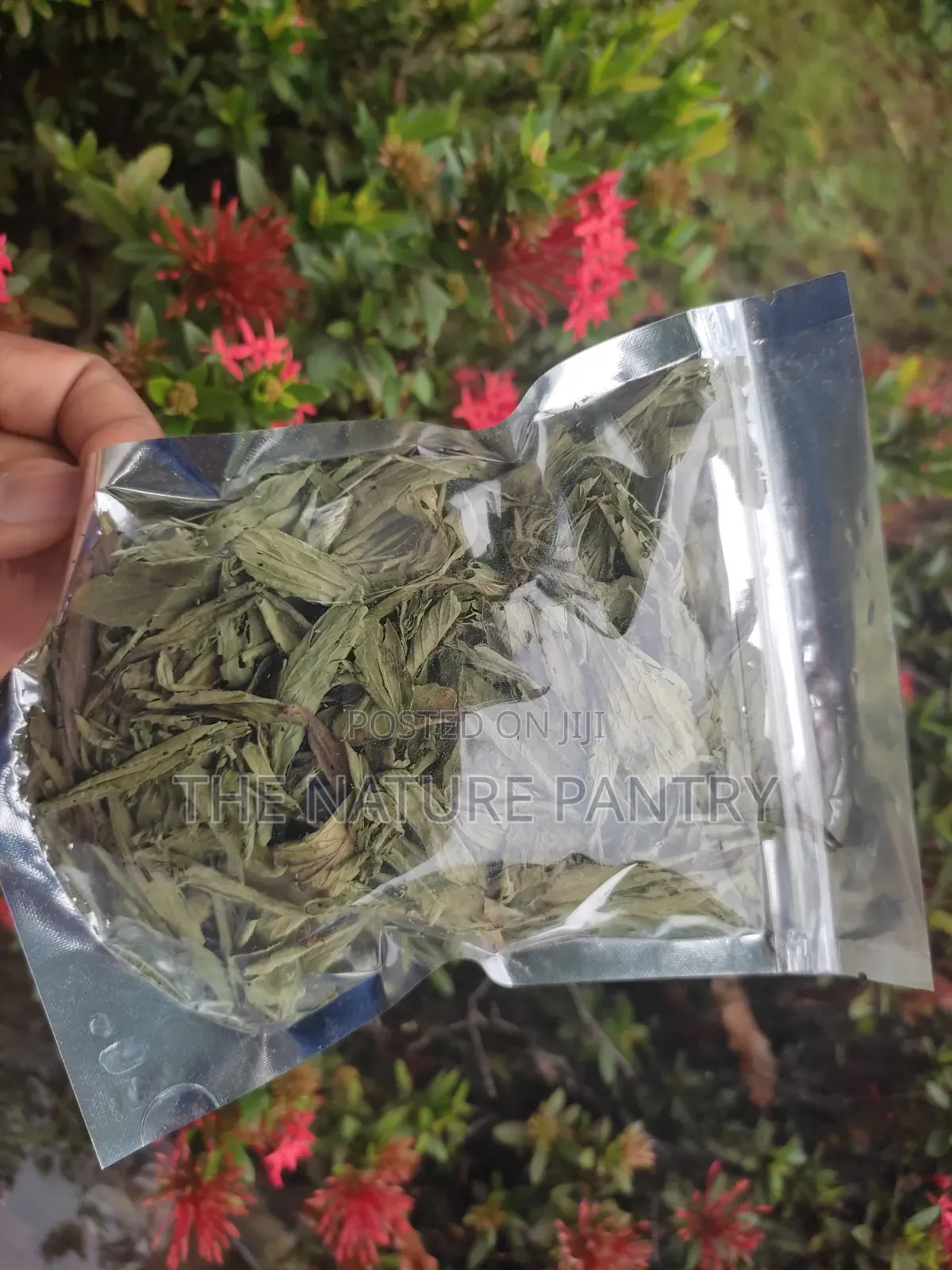 Stevia Leave