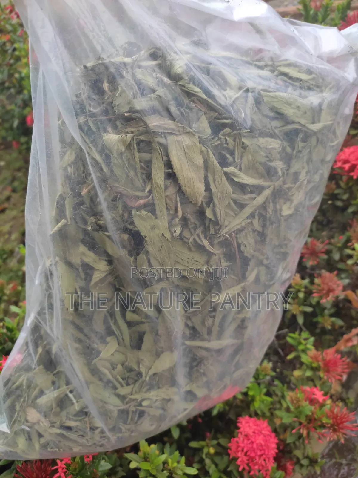 Stevia Leave
