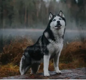 6-12 months Female Purebred Siberian Husky