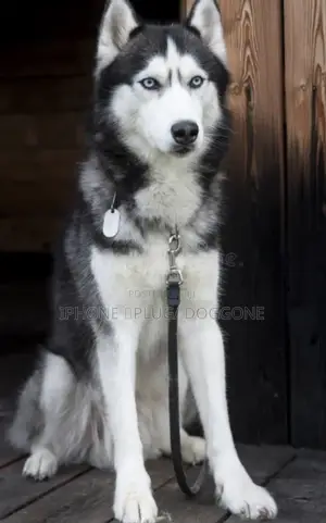 1+ year Female Purebred Siberian Husky