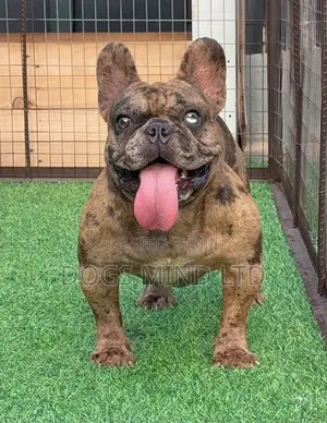 1+ year Male Purebred French Bulldog