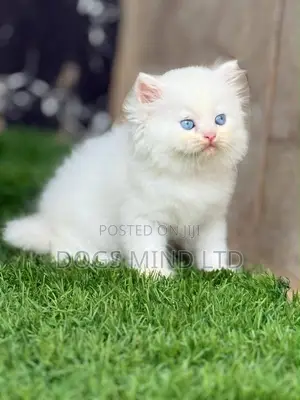1-3 months Female Purebred Persian