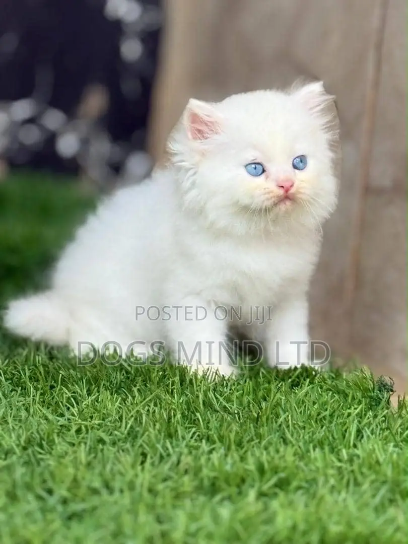 1-3 months Female Purebred Persian