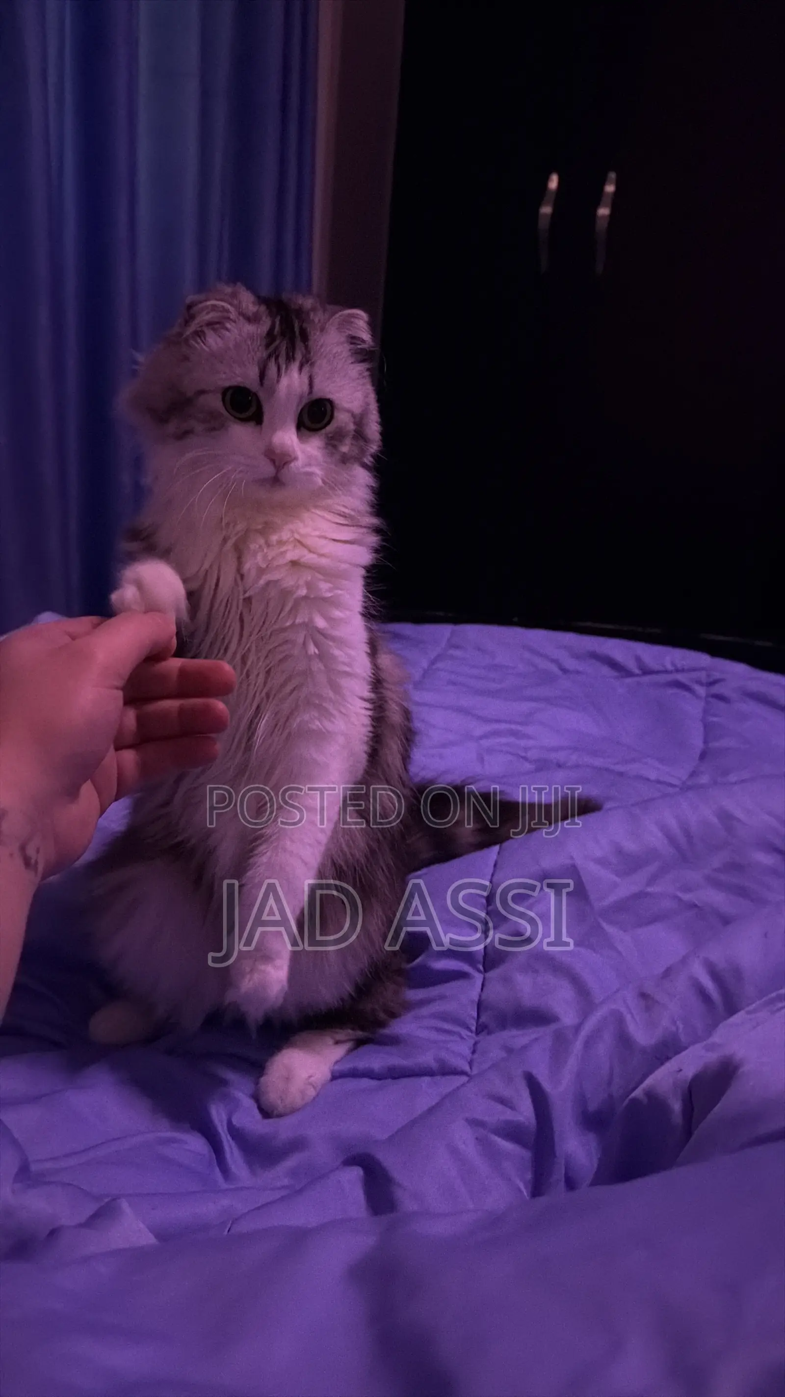 6-12 months Female Purebred Scottish Fold