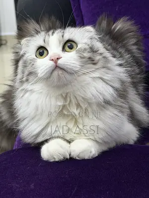 6-12 months Female Purebred Scottish Fold