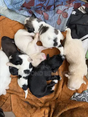 0-1 month Female Purebred Lhasa Apso