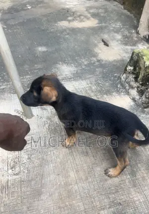 0-1 month Male Purebred German Shepherd