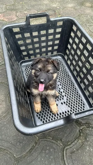 1-3 months Male Purebred German Shepherd