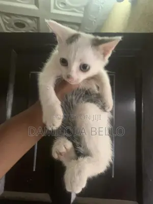 1-3 months Male Purebred Cat