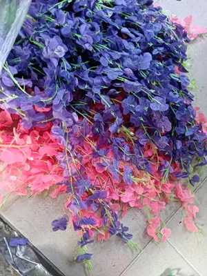 Wisteria Dropping Flower